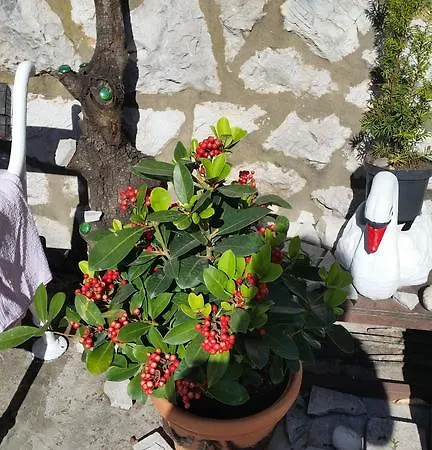 Ivona Maison d'hôtes Dubrovnik